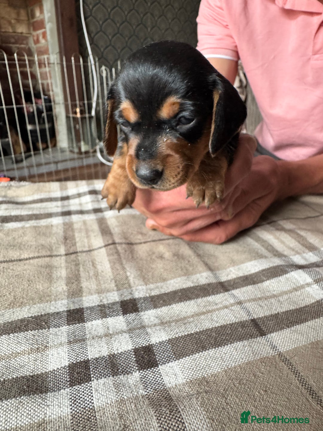 Miniature Dachshund dogs for sale: 🐾 Miniature Dachshund Puppies for Sale 🐾 - Image 7