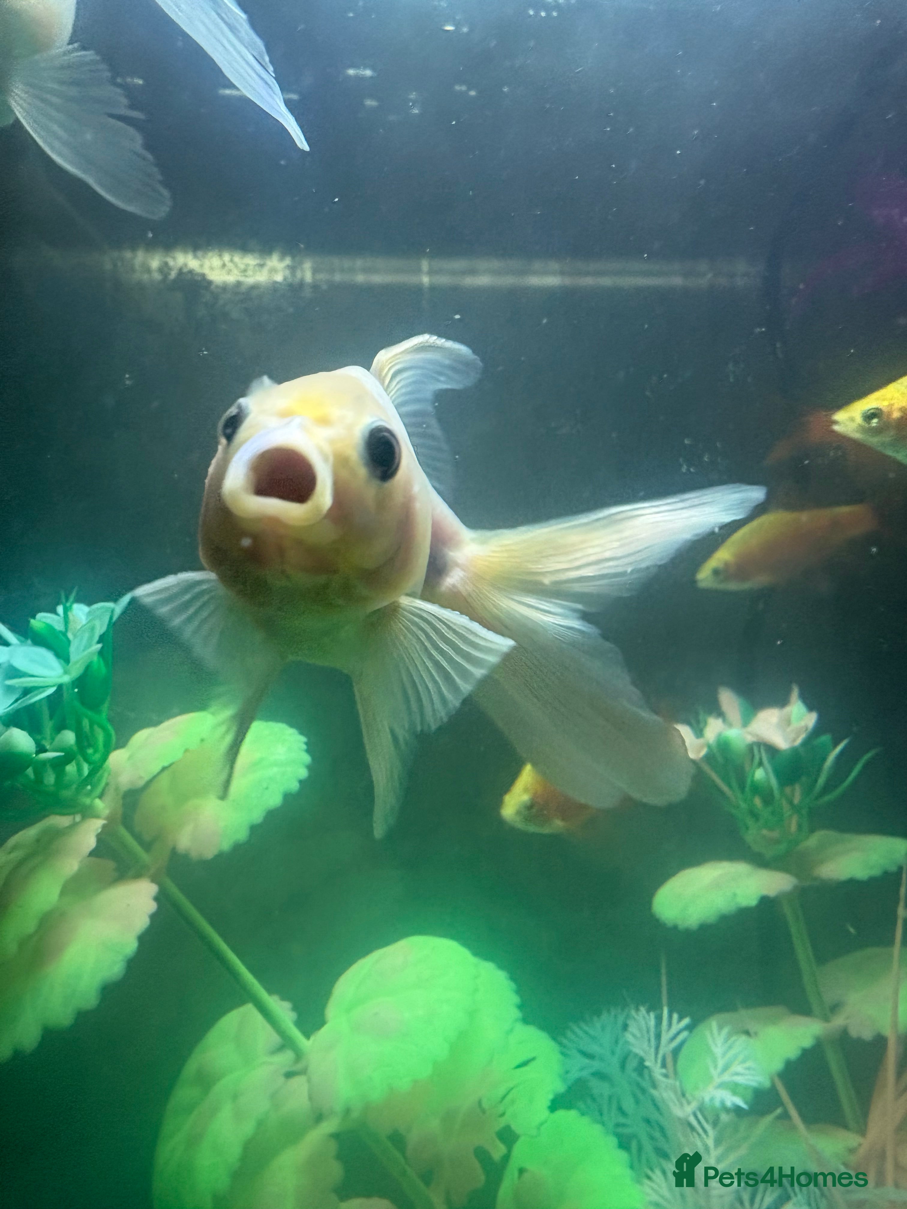 Fancy Goldfish fish 3 fancy goldfish and 1 barb - Advert 2