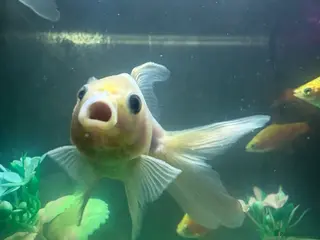 Fancy Goldfish fish 3 fancy goldfish and 1 barb - Advert 2