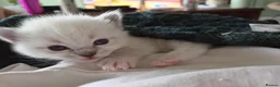 Ragdoll cats for sale: 2 Ragdoll Males South Lanarkshire in Glasgow - Advert 10