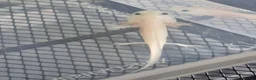 Axolotl reptiles for sale: Axolotl babies hatched 2/1/26 in Sutton-in-Ashfield - Advert 12