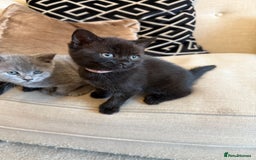 British Shorthair cats for sale: Rare black smoke British short hair kittens - Image 5