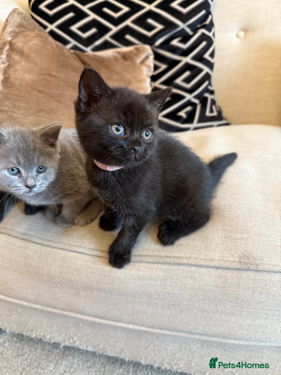 British Shorthair cats for sale: Rare black smoke British short hair kittens - Image 5