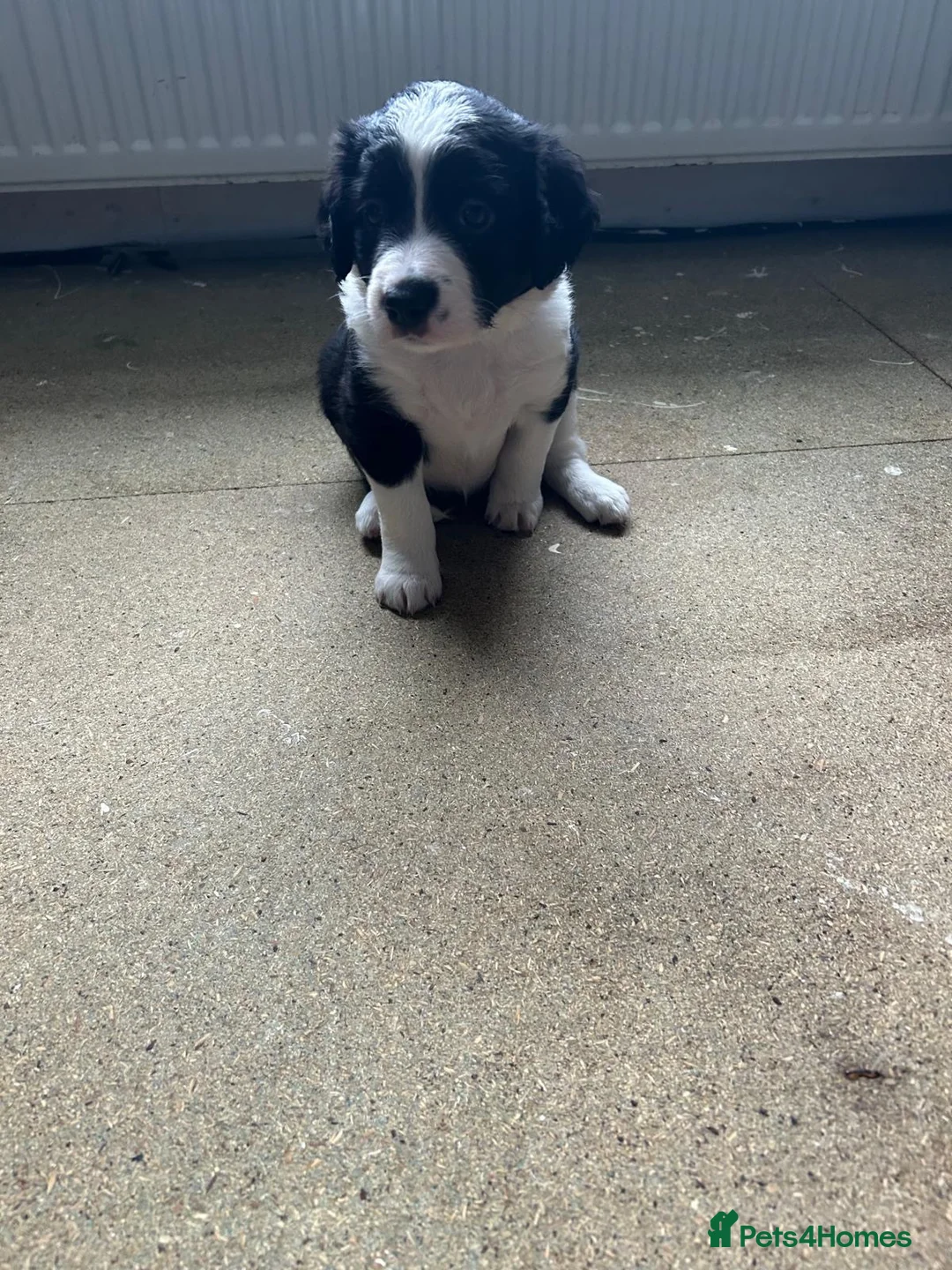 Sprollie dogs for sale: Sprollie pups for sale in Kilmarnock - Advert 7