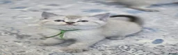 British Shorthair cats for sale: Beautiful White British Shorthair adorable Kittens - Advert 19