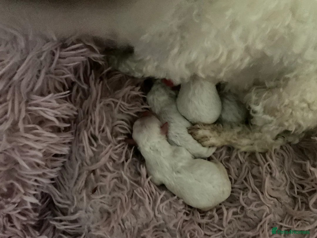 Toy Poodle dogs for sale: Toy poodle  - Advert 2