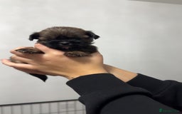 Shih Tzu dogs for sale: Shih tzu puppies for sale 2 girls 2 boys - Advert 9