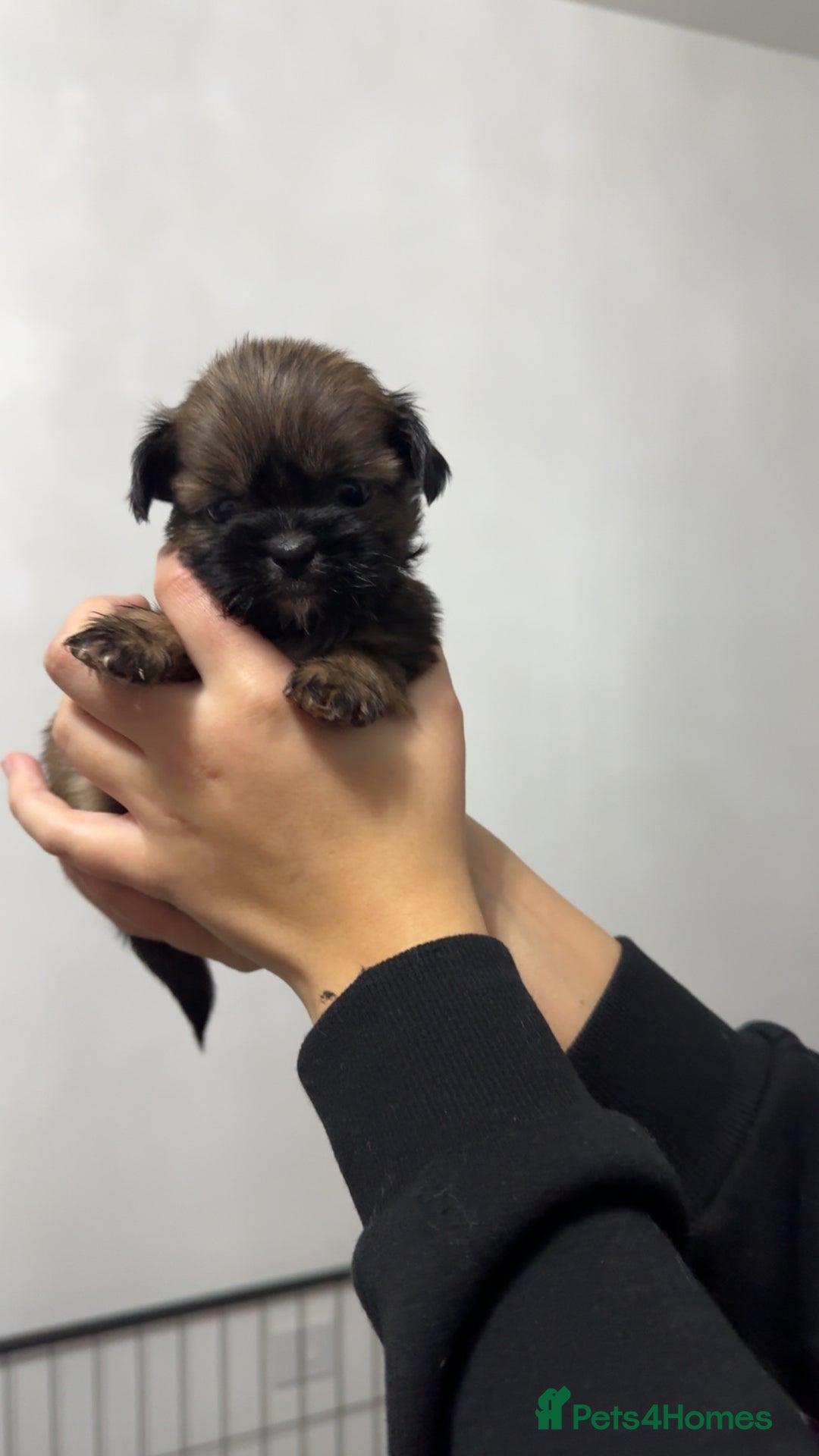 Shih Tzu dogs for sale: Shih tzu puppies for sale 2 girls 2 boys - Advert 9