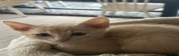 Siamese cats for sale: Siamese British Short Hair X in Preston - Advert 6