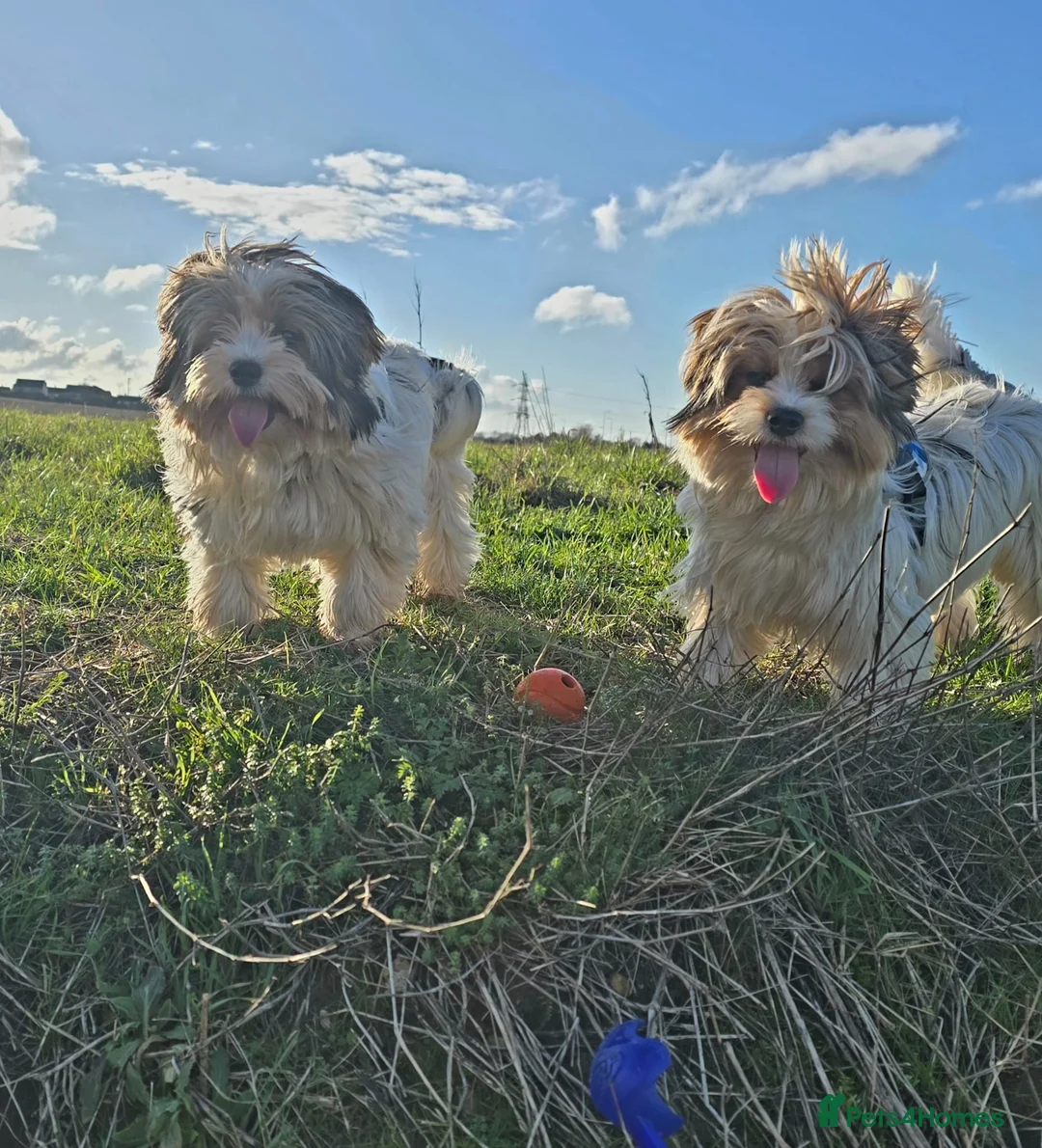 Biewer Terrier dogs for sale: 🐾 Adorable Biewer Terrier Puppies – Bedfordshire - Advert 13