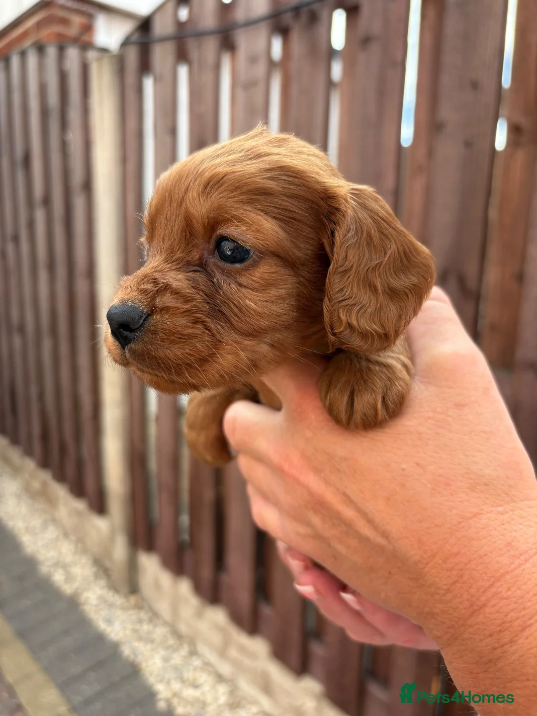 Cocker Spaniel dogs for sale: Cocker spaniel puppies in Doncaster - Advert 26