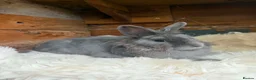 Lionhead rabbits for sale: Lionhead doe and netherland dwarf doe  - Advert 2