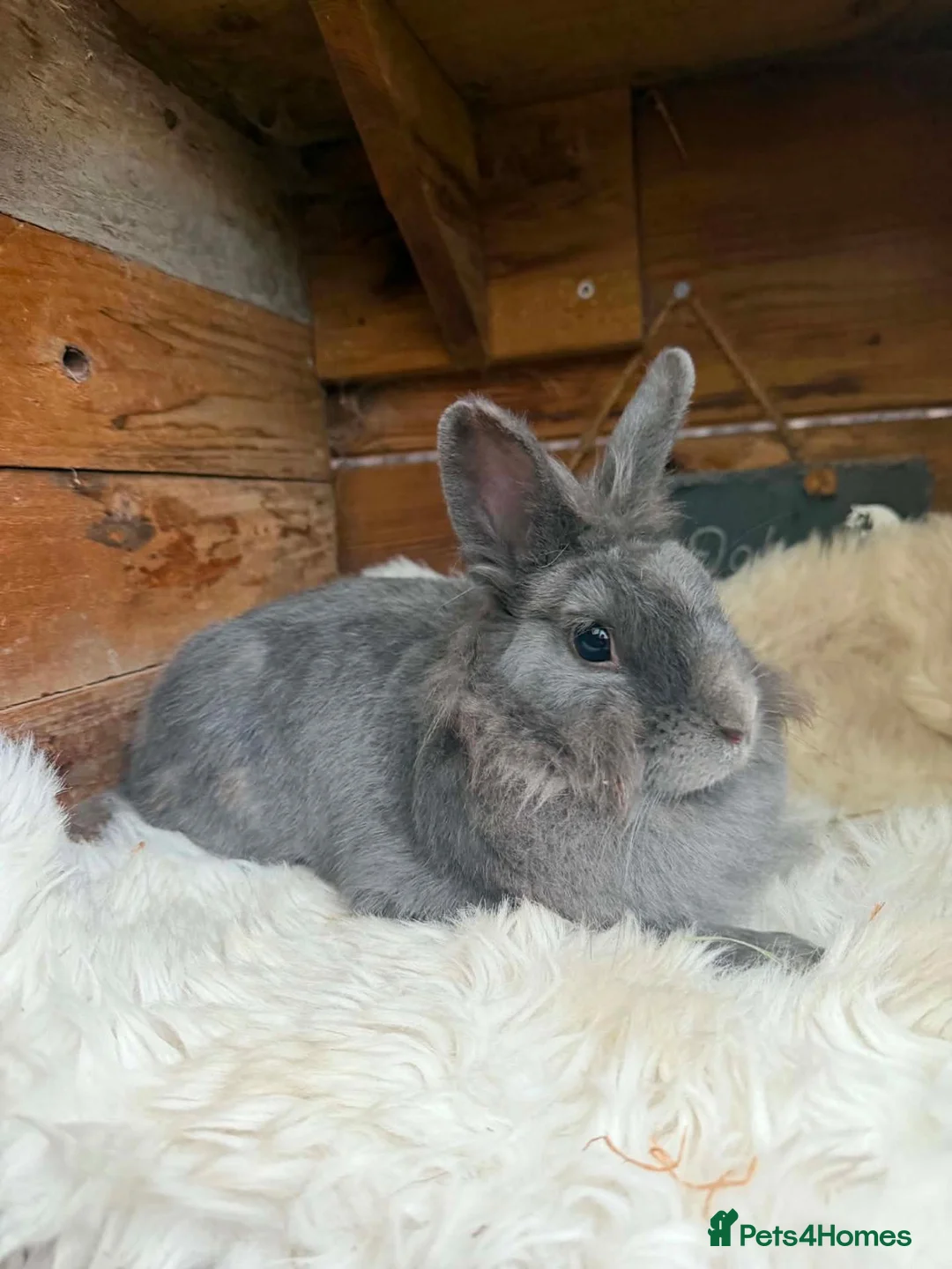 Lionhead rabbits for sale: Lionhead doe and netherland dwarf doe  - Advert 2