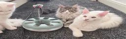 Maine Coon cats for sale: Maine coon Blue eyes + Long Hair - Advert 3