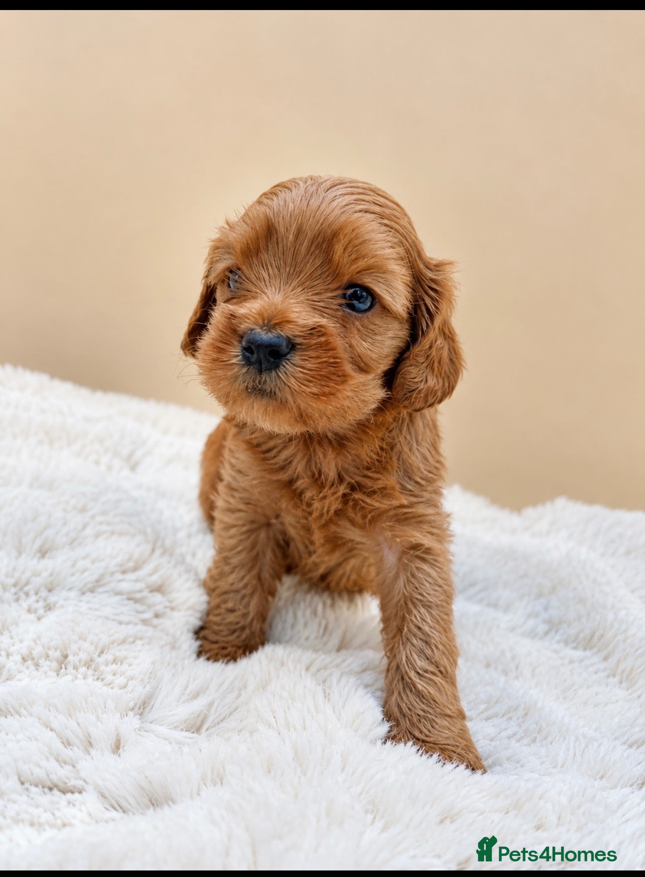 Cavapoo dogs F1 cavapoo puppies 5⭐️ breeder - Advert 11