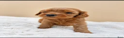 Cavapoo dogs for sale: F1 cavapoo puppies 5⭐️ breeder in Sheerness - Advert 5