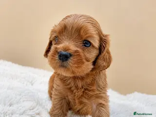 Cavapoo dogs F1 cavapoo puppies 5⭐️ breeder - Advert 11