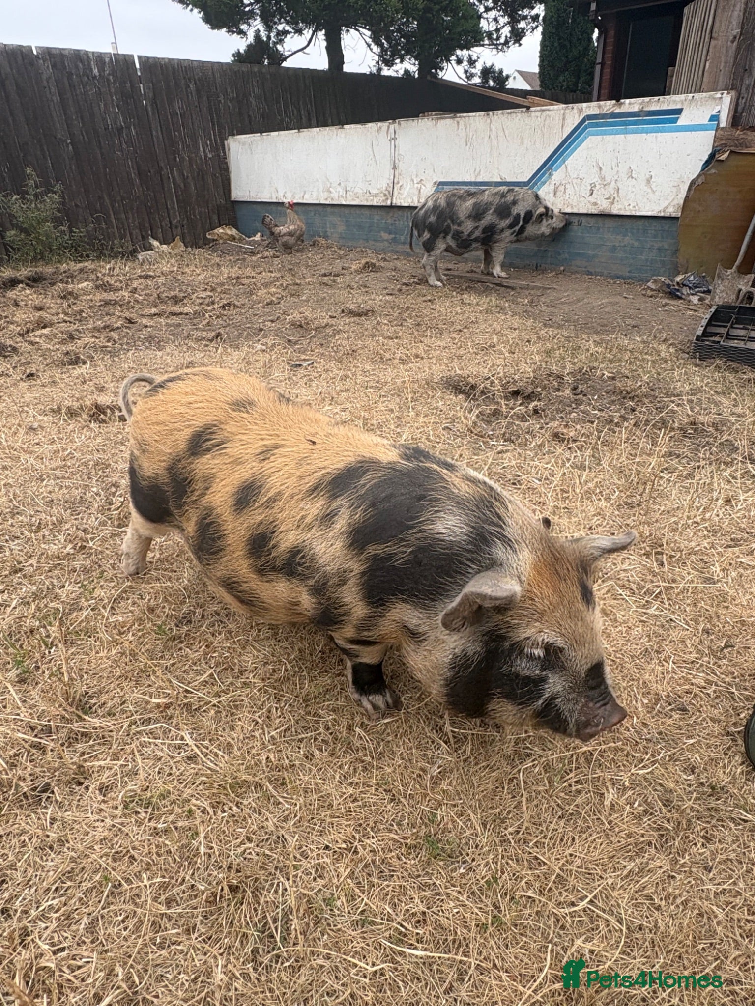 Pig livestock Juliana piglets for sale - Advert 16
