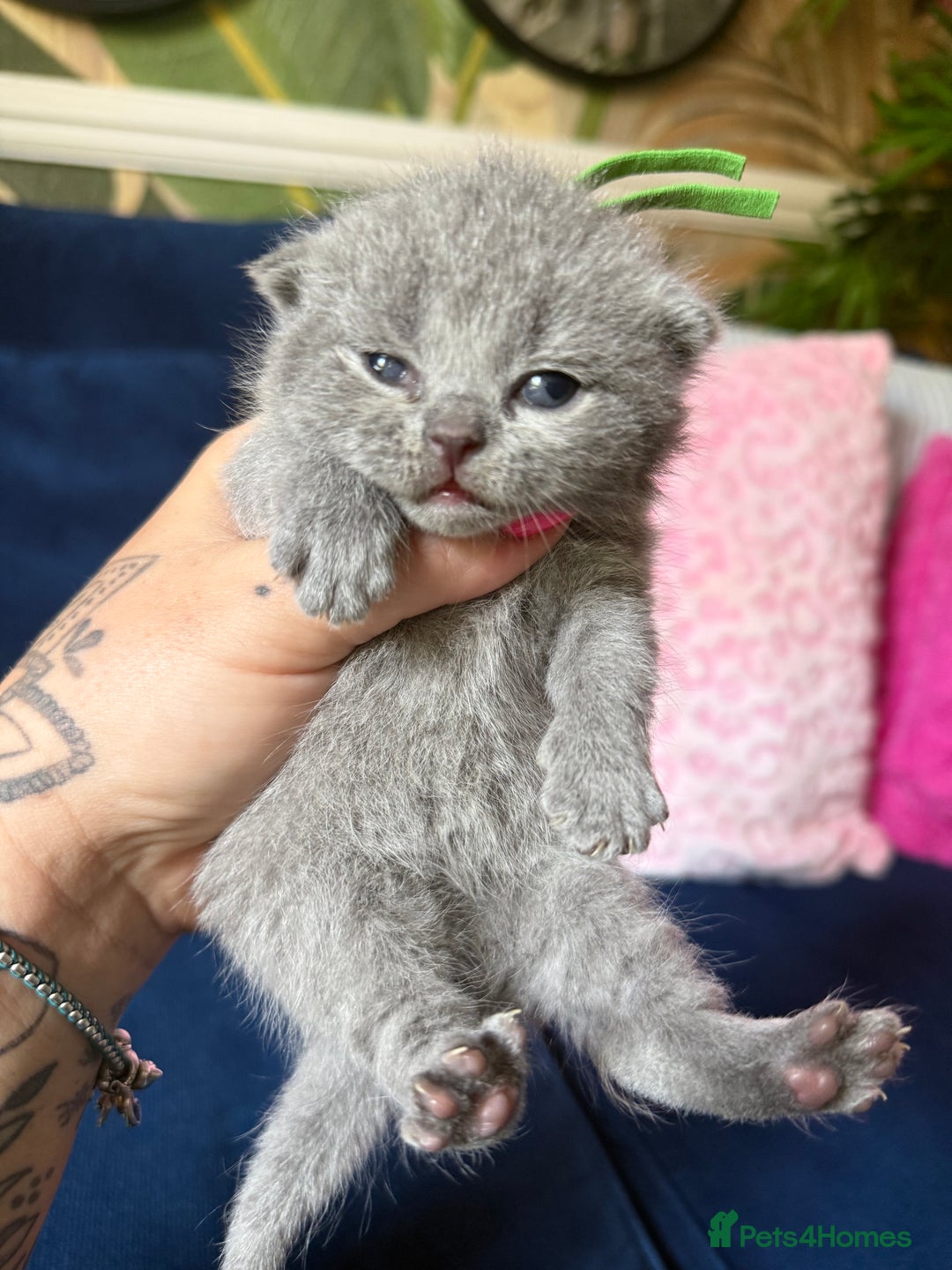 British Shorthair cats for sale: British Shorthair Champion Line kittens 🏆🥇😻 - Image 23