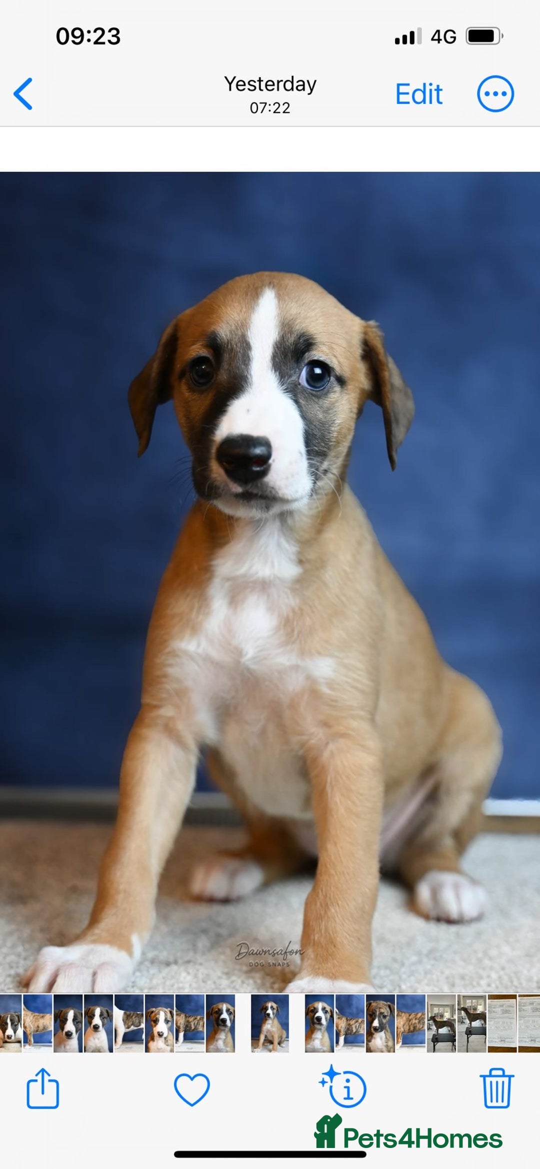 Whippet dogs for sale: Fabulous Whippet puppies  - Advert 11