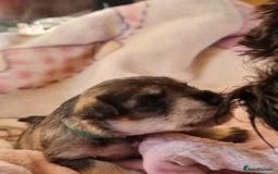 Miniature Schnauzer dogs for sale: Beautiful KC Reg. Miniature Schnauzer Puppies - Advert 10