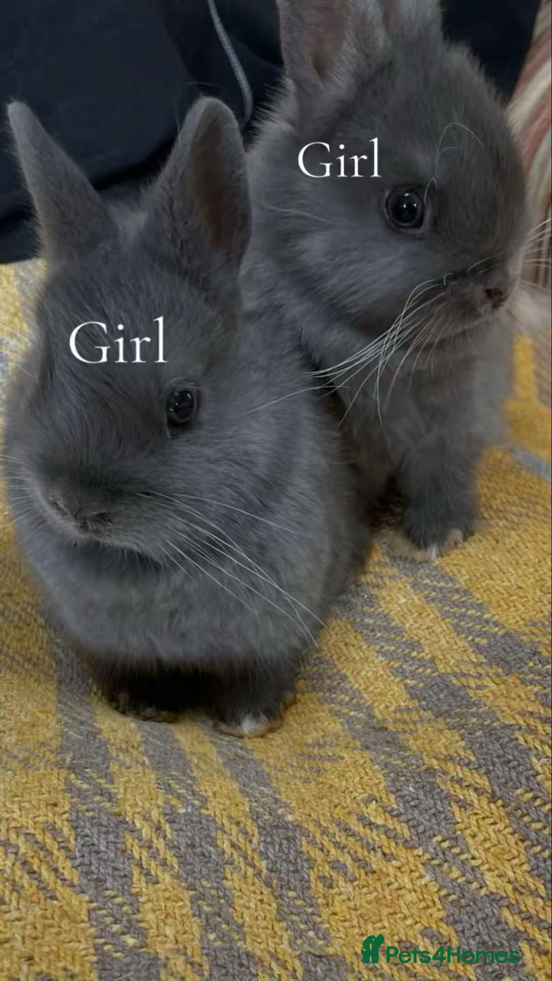 Netherland Dwarf rabbits Netherland Dwarf mixed litter  - Advert 13