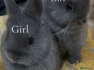 Netherland Dwarf rabbits Netherland Dwarf mixed litter - Advert 13