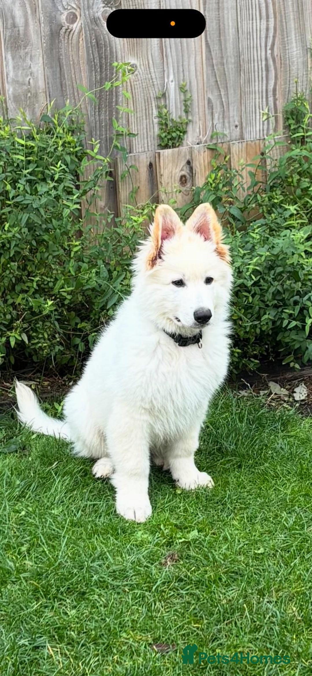 German Shepherd dogs for sale: Very special, super WHITE, LONG HAIRED GSD pups  - Image 8