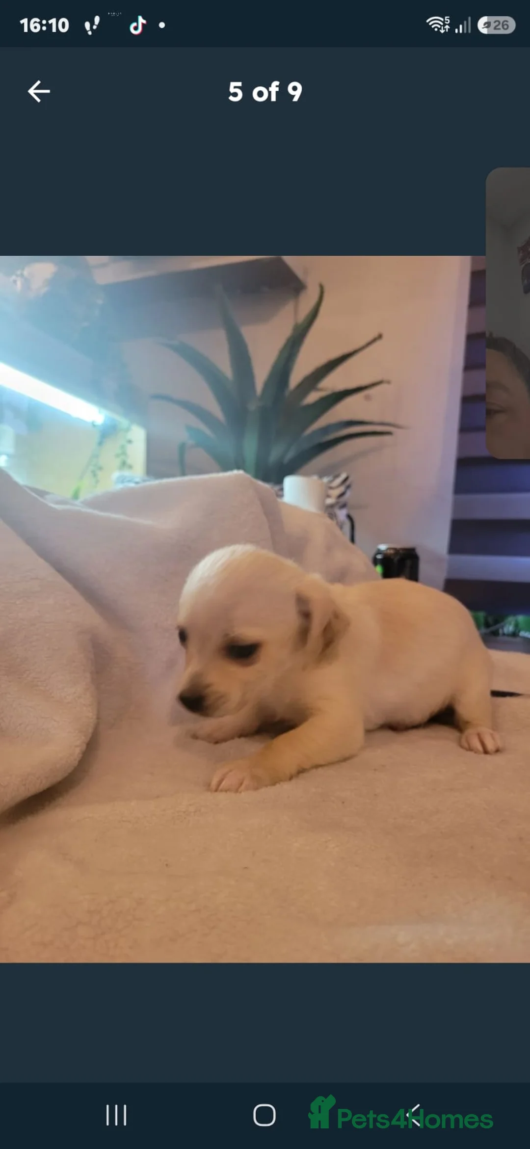 Mixed Breed dogs for sale: Chihuahua cross - Advert 20