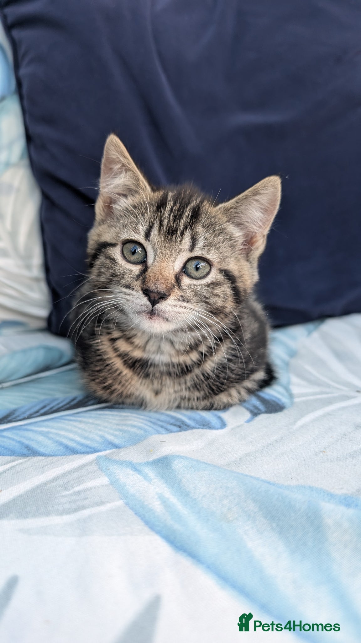 Mixed Breed cats Beautiful boy - Advert 8