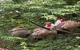 Chickens poultry for sale: Silkie and other chicks,growers and layers - Image 5