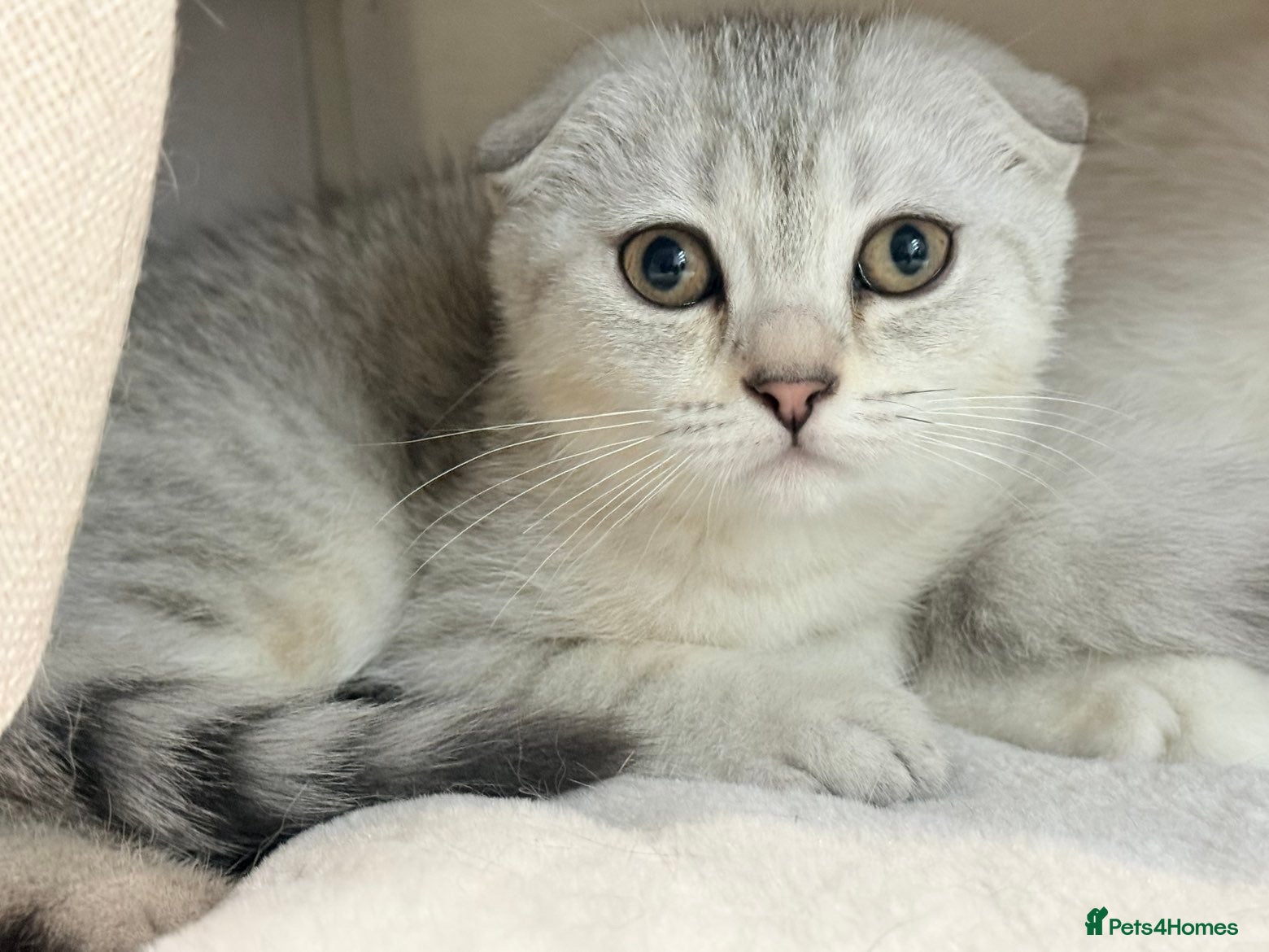 Scottish Fold cats Gorgeous Scottish fold/ Straight female kittens - Advert 2
