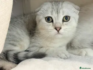 Scottish Fold cats Gorgeous Scottish fold/ Straight female kittens - Advert 2