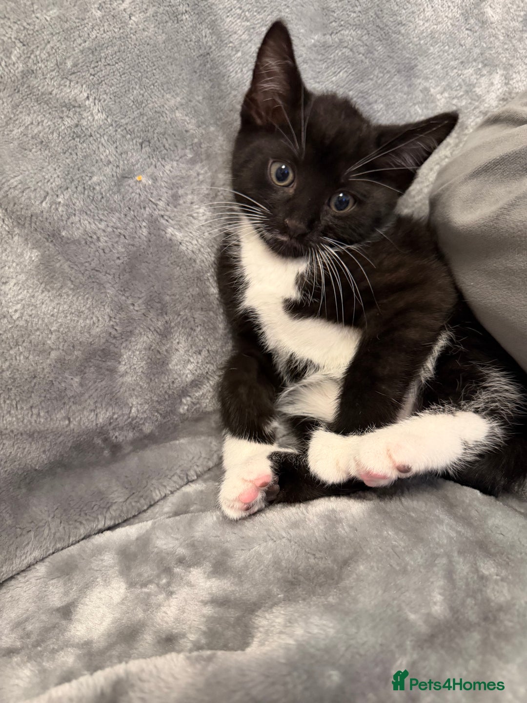 Mixed Breed cats for sale: 5 kittens for sale - Advert 11