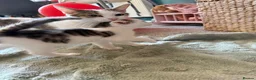 Mixed Breed cats for sale: Kittens ready for their forever home  - Advert 7