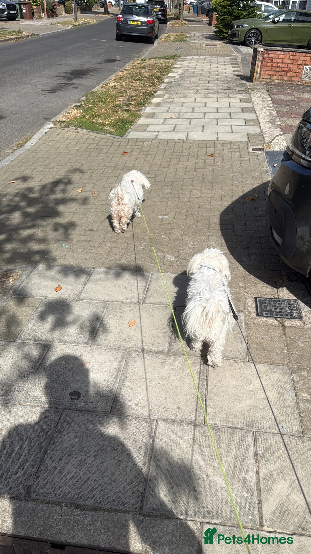 Bichon Frise dogs for sale: 3 bichon frise for sale - Advert 9