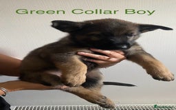 German Shepherd dogs for sale: Working Line German Shepherd Puppies – Cornwall - Image 11