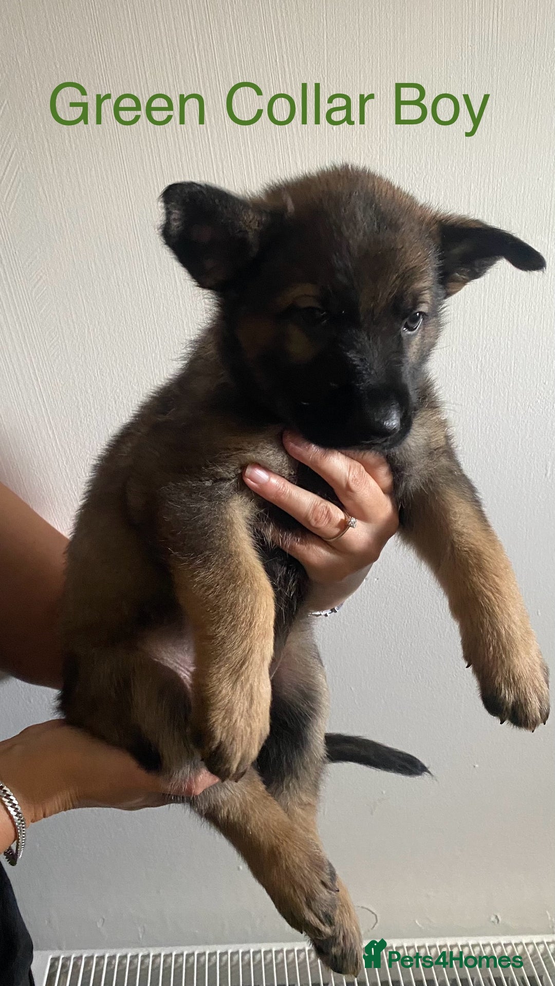 German Shepherd dogs for sale: Working Line German Shepherd Puppies – Cornwall - Image 11