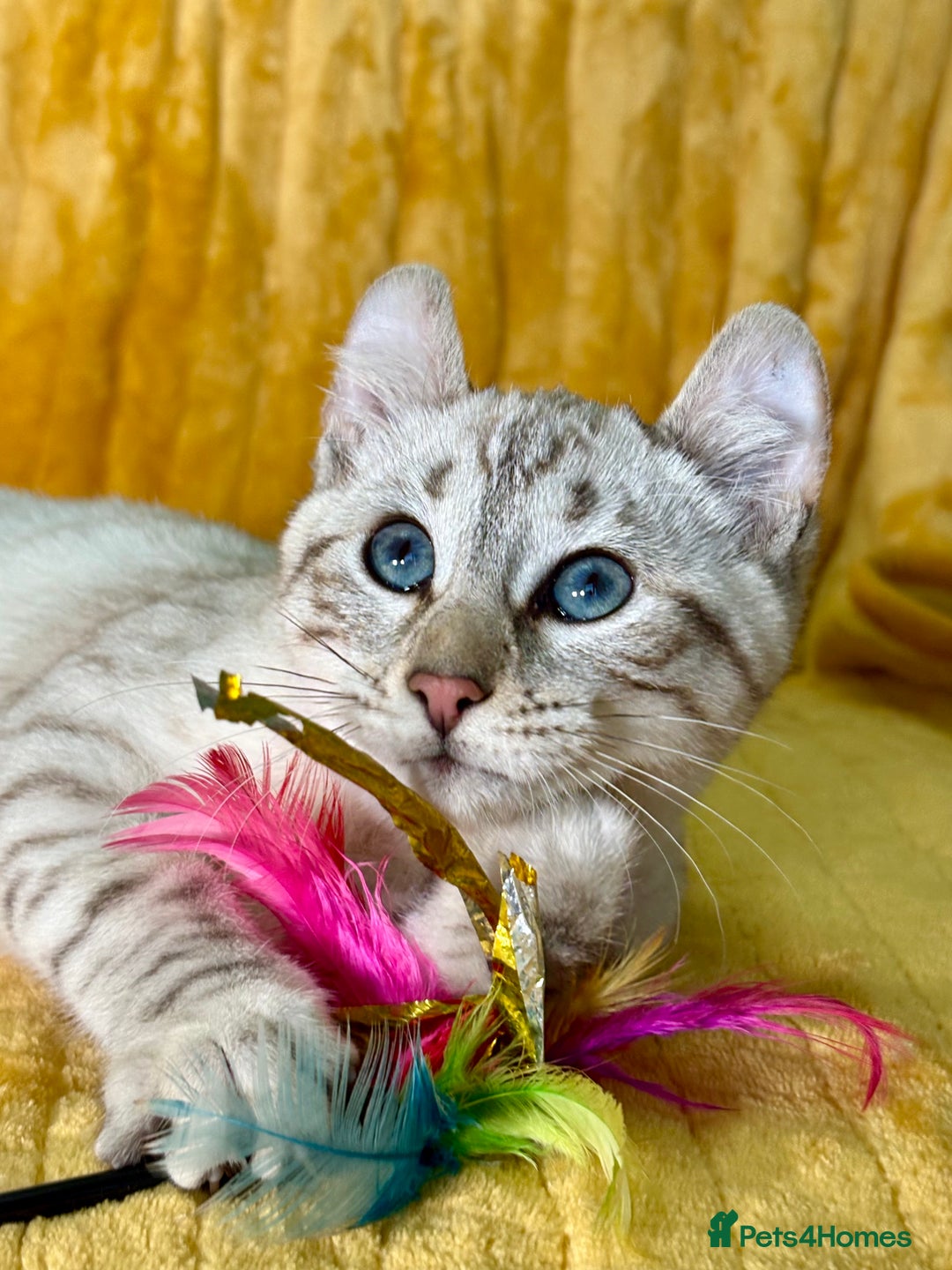 Keetso cats for sale: Superb polydactyl curled eared girl - Advert 15