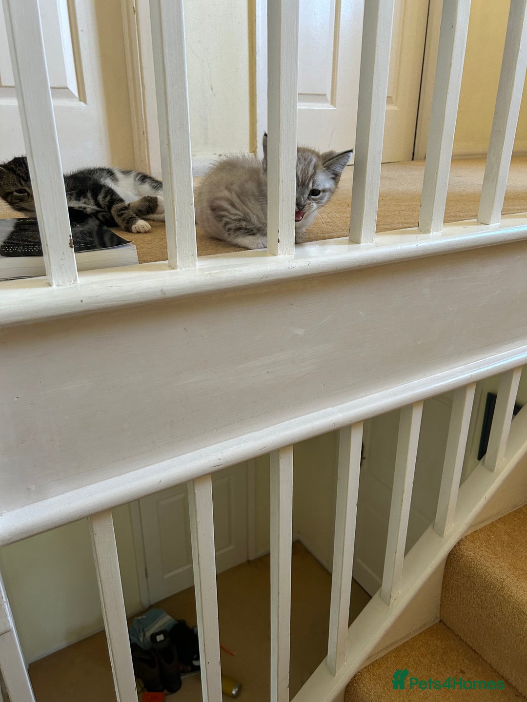 Mixed Breed cats for sale: Stunning kittens for sale  - Image 2