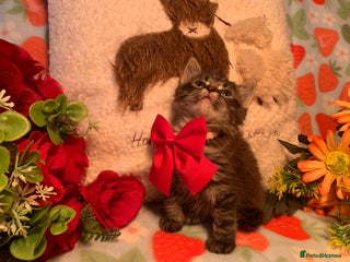 Norwegian Forest Cat cats BEAUTIFUL SIBERIAN CROSS WEGIE BABYS - Advert 5