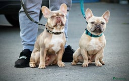 French Bulldog dogs for stud: Now FBCE GOLD! x OFFER- Fertility package inc in Matlock - Image 22