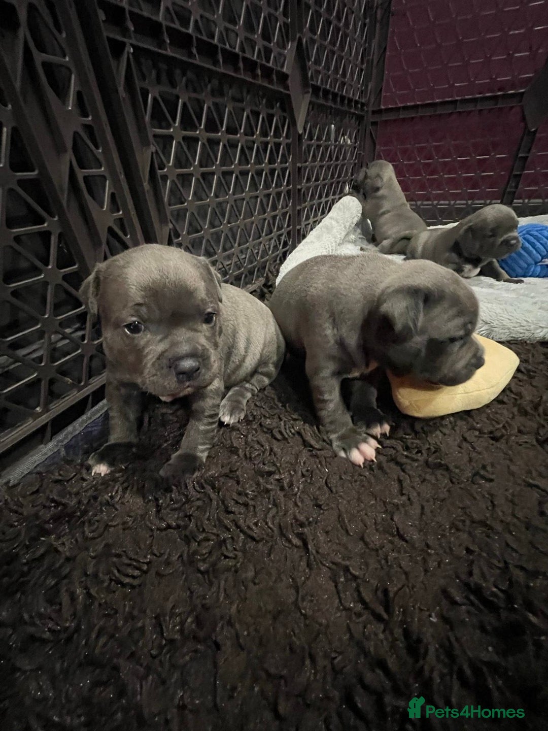 Staffordshire Bull Terrier dogs for sale: secured-blue english staffordshire bull-terriers - Image 4