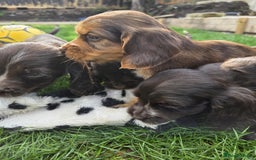 Cocker Spaniel dogs for sale: Show cocker spaniels  - Image 1