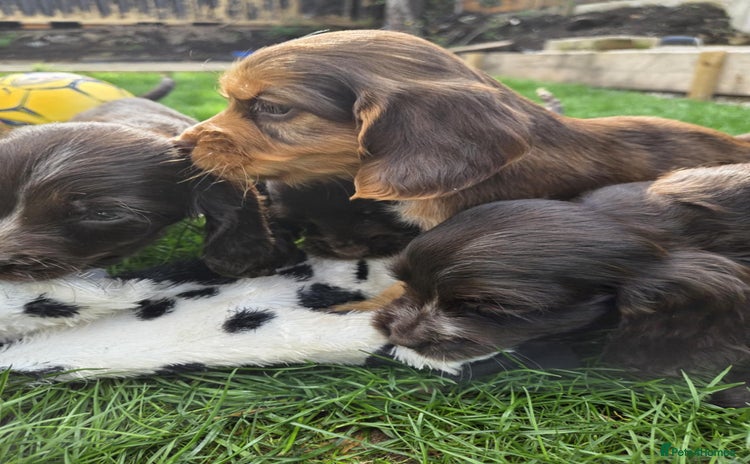 Cocker Spaniel dogs - Advert 3