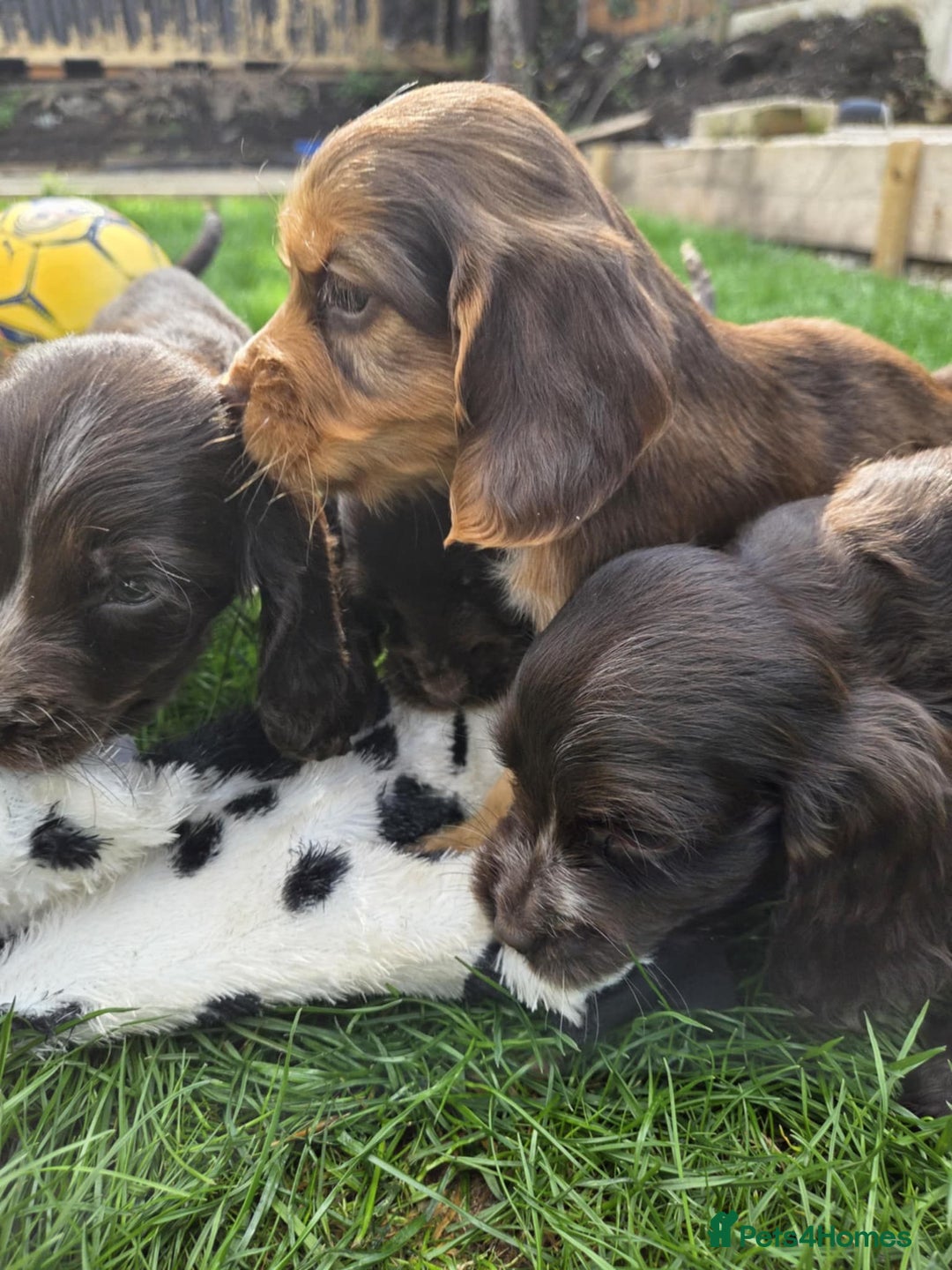 Cocker Spaniel dogs for sale: Show cocker spaniels  - Image 1