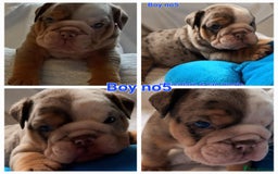English Bulldog dogs for sale: Dwkc englìsh bulldog puppies  - Image 13