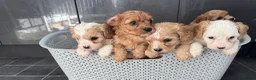 Cavapoo dogs for sale: Red cavapoo puppies - Advert 7