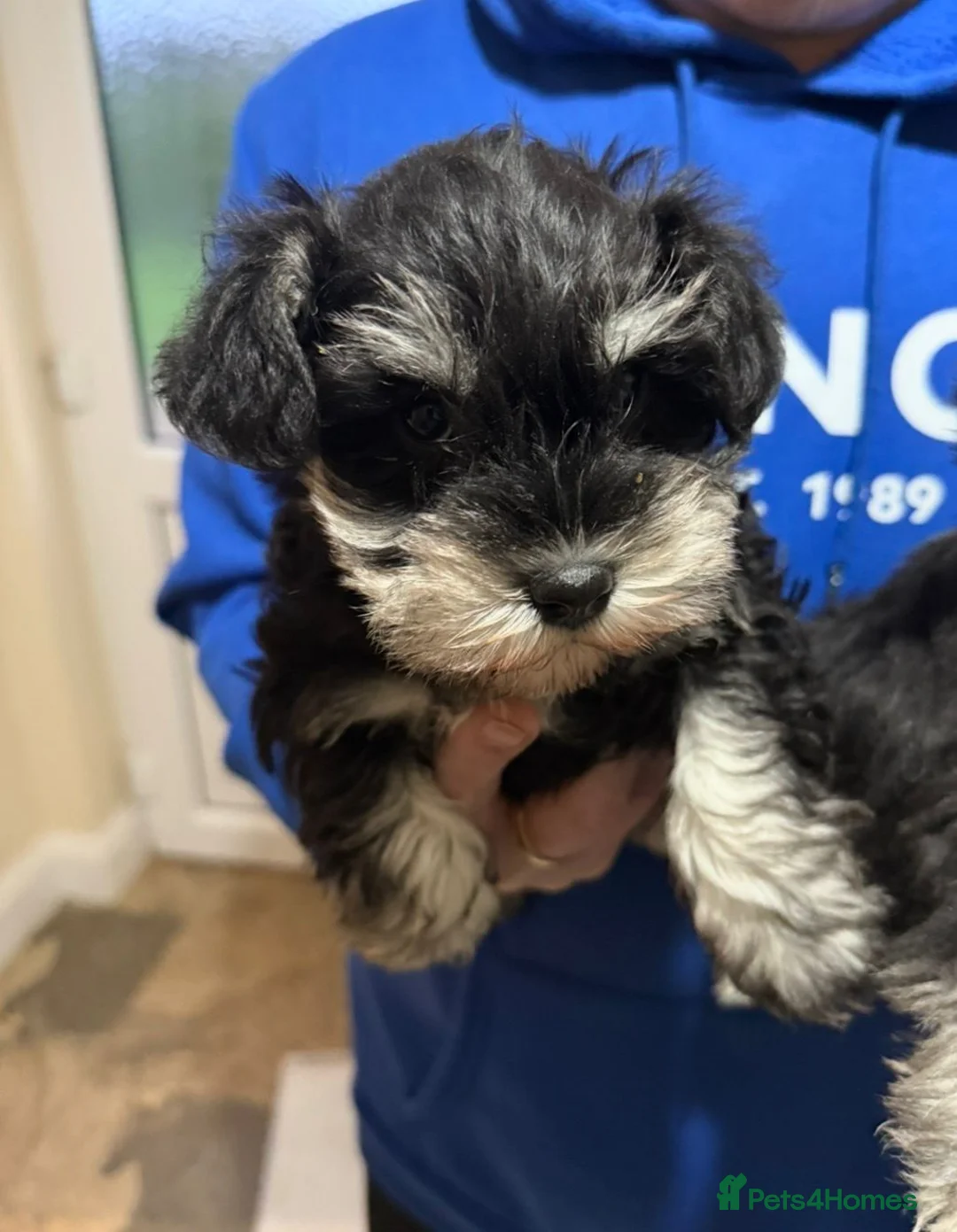 Miniature Schnauzer dogs for sale: Miniature Schnauzer Puppies - Advert 8