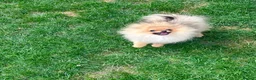Pomeranian dogs for sale: 🐻Tiny boy 1kg at 4 months🔥Championship  - Advert 3